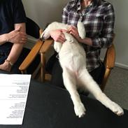 Grønlandshund Nanu ( isbjørn )