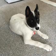 Grønlandshund Nanu ( isbjørn )