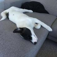 Grønlandshund Nanu ( isbjørn )