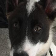 Grønlandshund Nanu ( isbjørn )