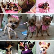 Yorkshire terrier Miss Daisy Doll