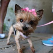 Yorkshire terrier Miss Daisy Doll