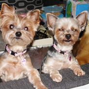 Yorkshire terrier Miss Daisy Doll