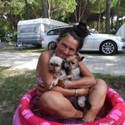 Yorkshire terrier Miss Daisy Doll