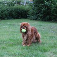 Cavalier king charles spaniel Canidan's Dare me (Maia)