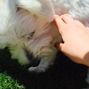 Coton de tulear Molly