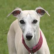 Whippet Ghini