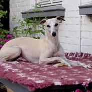 Whippet Ghini