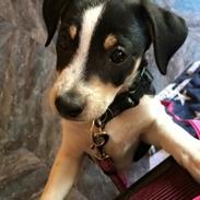 Dansk svensk gaardhund Ezio