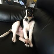 Dansk svensk gaardhund Ezio