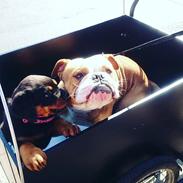 Rottweiler Chili