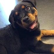 Rottweiler Chili