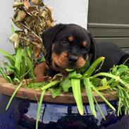 Rottweiler Chili