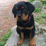 Rottweiler Chili