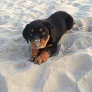 Rottweiler Chili