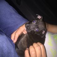 Staffordshire bull terrier Taya