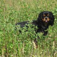 Cavalier king charles spaniel Molly