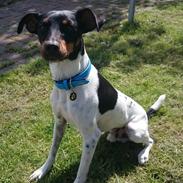 Dansk svensk gaardhund Bandit