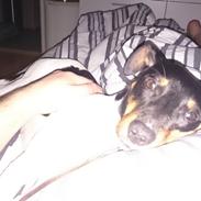 Dansk svensk gaardhund Bandit