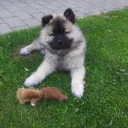 Eurasier Nuni 