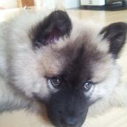 Eurasier Nuni 