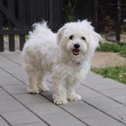 Coton de tulear Mille