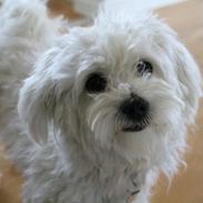 Coton de tulear Mille