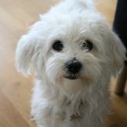 Coton de tulear Mille