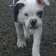 Olde english bulldogge Junior