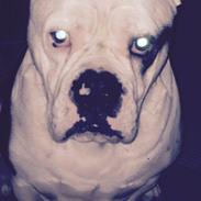 Olde english bulldogge Junior