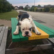 Olde english bulldogge Junior