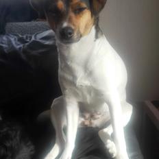 Dansk svensk gaardhund Coco