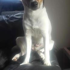 Dansk svensk gaardhund Coco