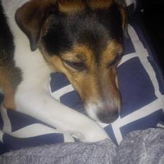 Dansk svensk gaardhund Coco