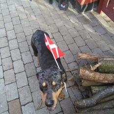 Catahoula leopard dog Basti