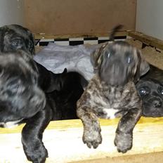 Dogo canario Rash Fuego Bull Volcanes Big Fighter (Arya)