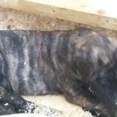 Dogo canario Rash Fuego Bull Volcanes Big Fighter (Arya)