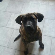 Dogo canario Rash Fuego Bull Volcanes Big Fighter (Arya)