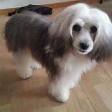 Chinese crested powder puff Joey