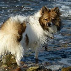 Volpino italiano Lucy