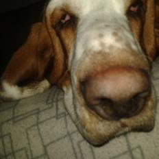 Basset hound Bertha
