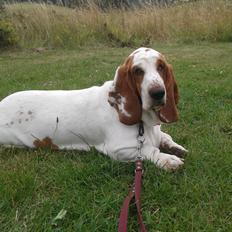Basset hound Bertha