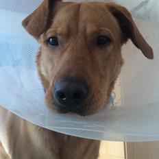 Blanding af racer Ozzy