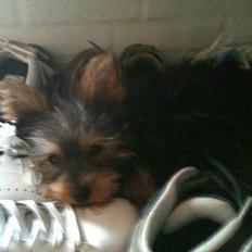 Yorkshire terrier Bayley Faber