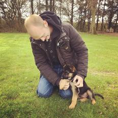 Schæferhund Roagers Woody