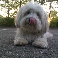 Coton de tulear Sara