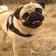 Mops Lulu (nabos hund)