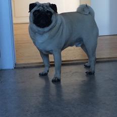 Mops Charlie
