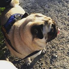 Mops Charlie