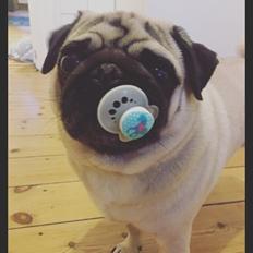 Mops Charlie
